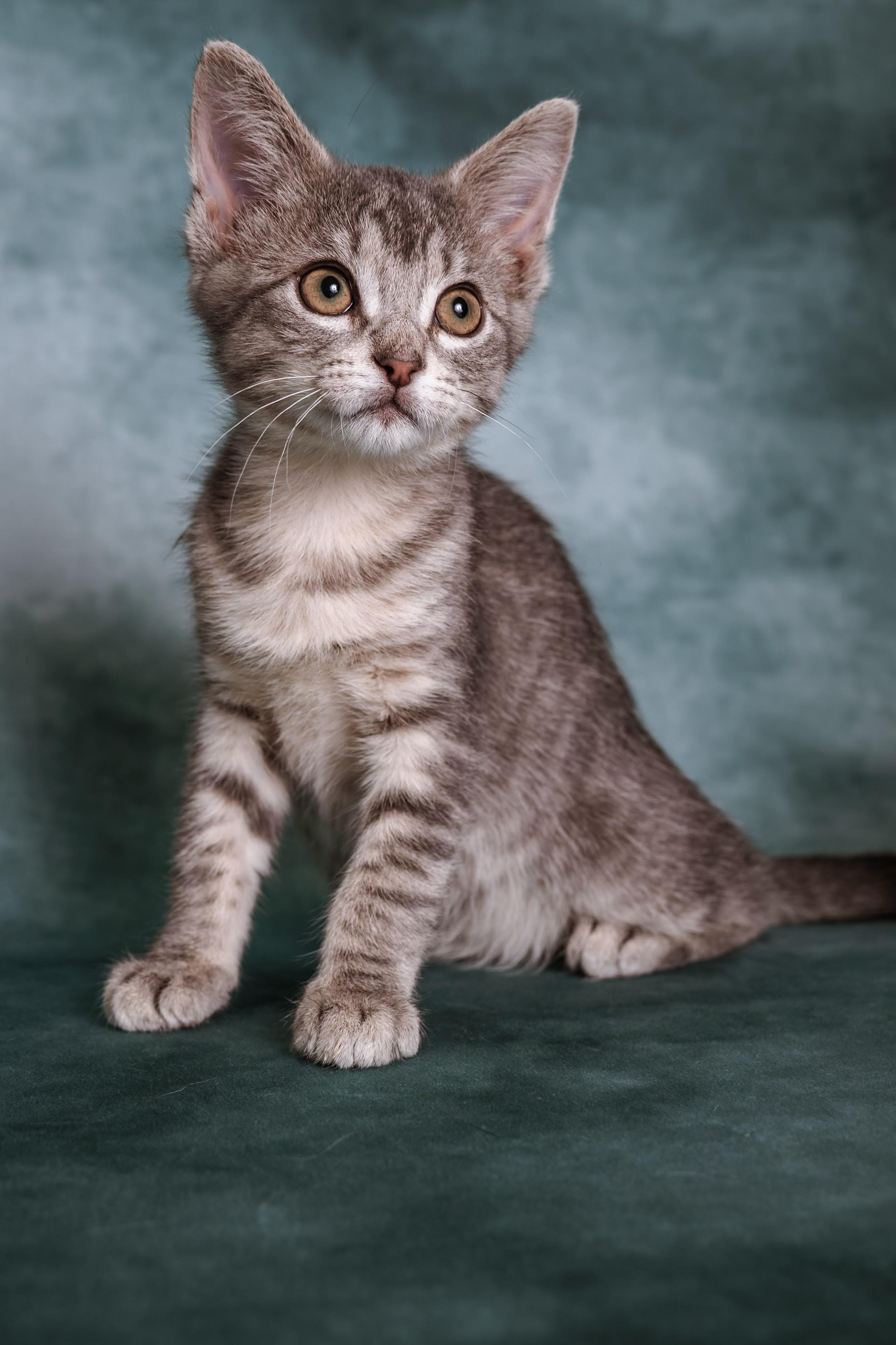 Enlarge Whitney, a ADOPTABLE Tabby in Houston, TX image 4/6
