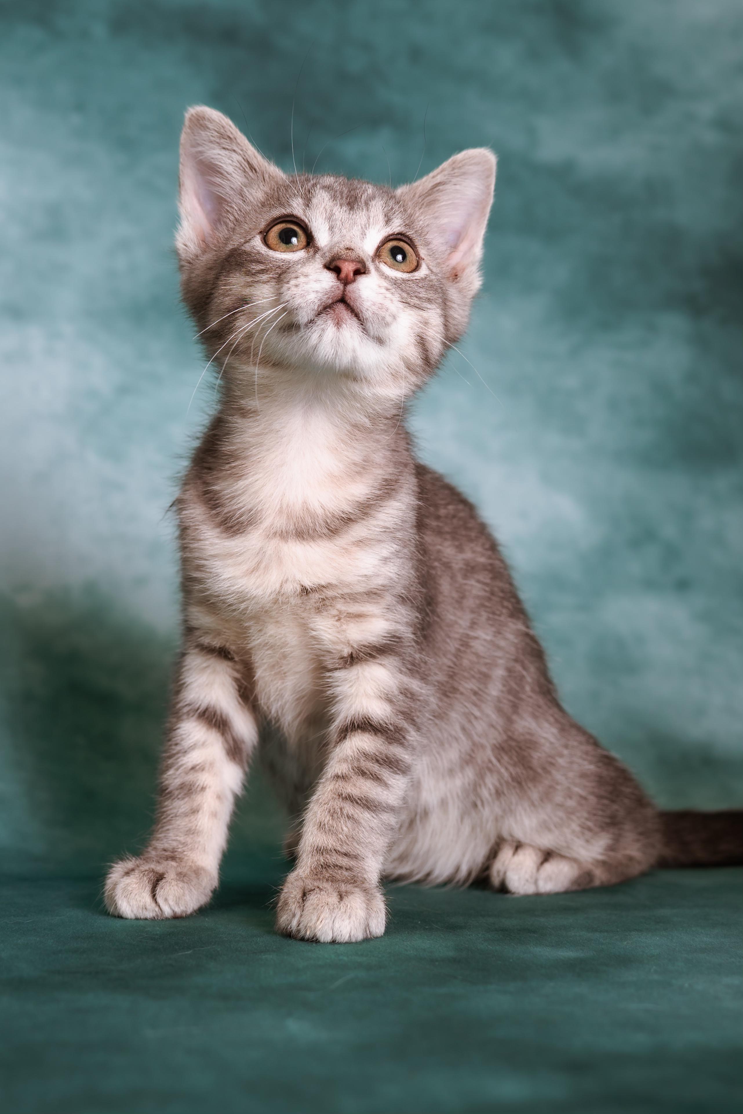 Whitney, ADOPTABLE, Kitten Female Tabby.