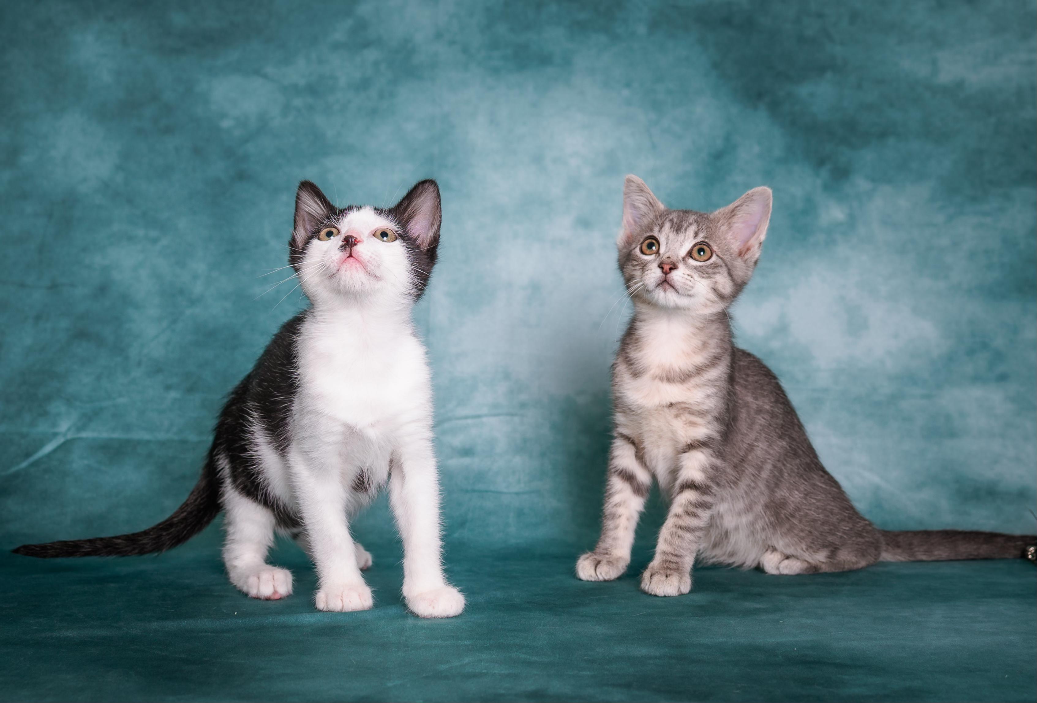 Enlarge Whitney, a ADOPTABLE Tabby in Houston, TX image 6/6
