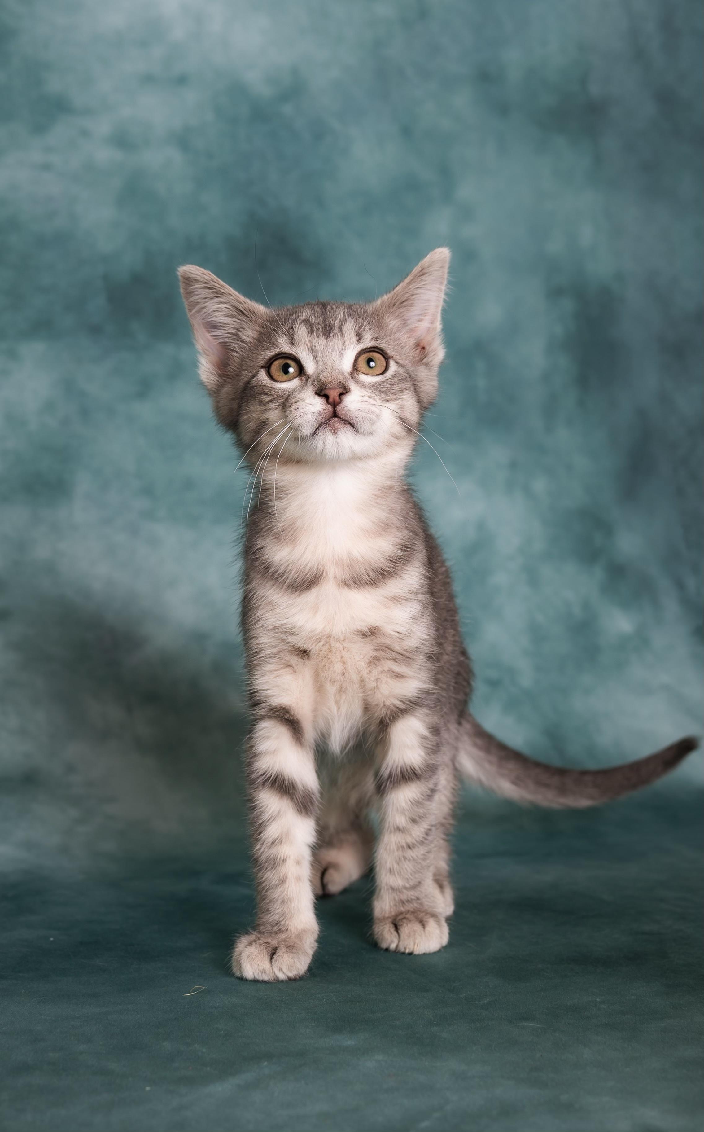 Enlarge Whitney, a ADOPTABLE Tabby in Houston, TX image 2/6