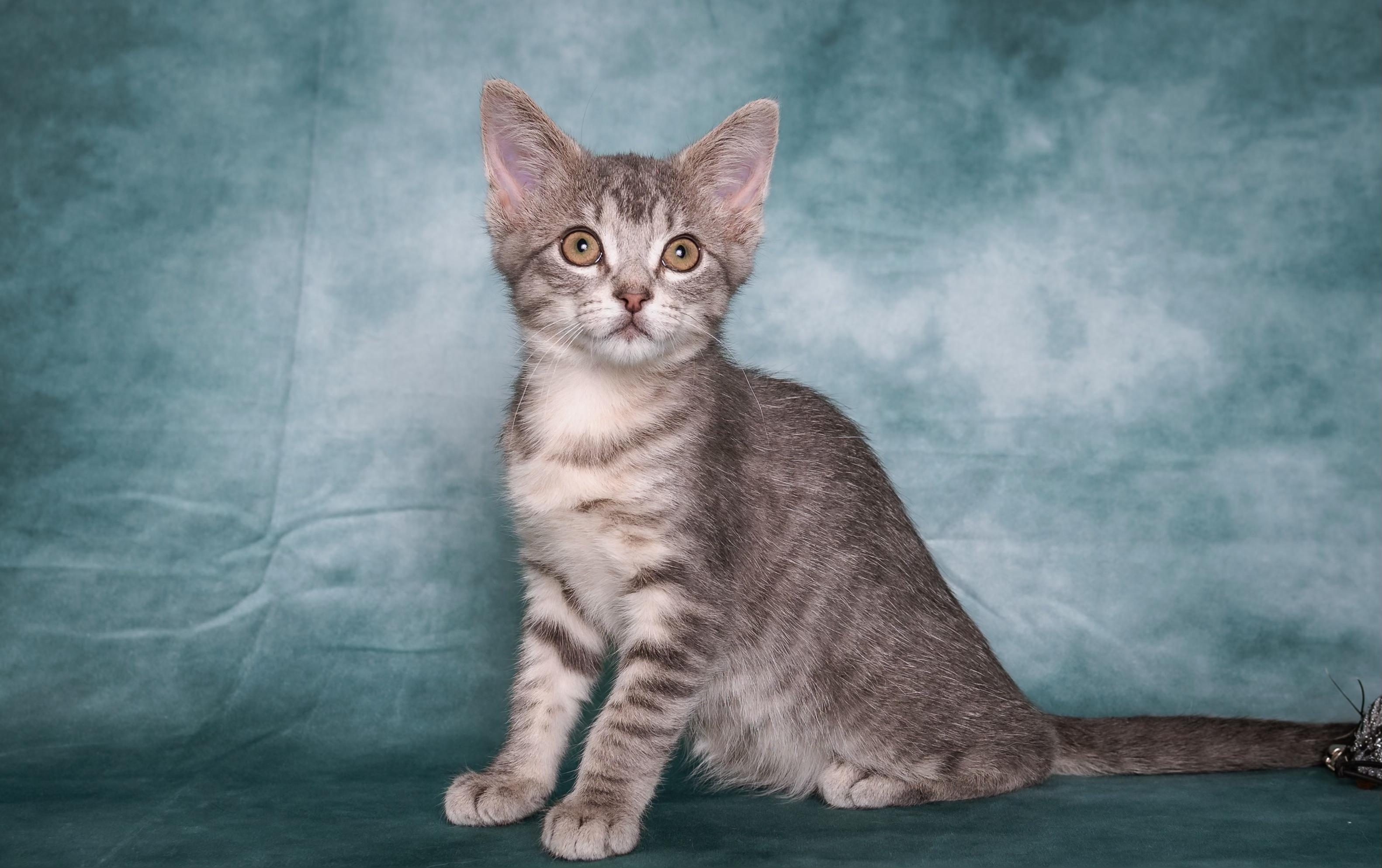 Enlarge Whitney, a ADOPTABLE Tabby in Houston, TX image 5/6