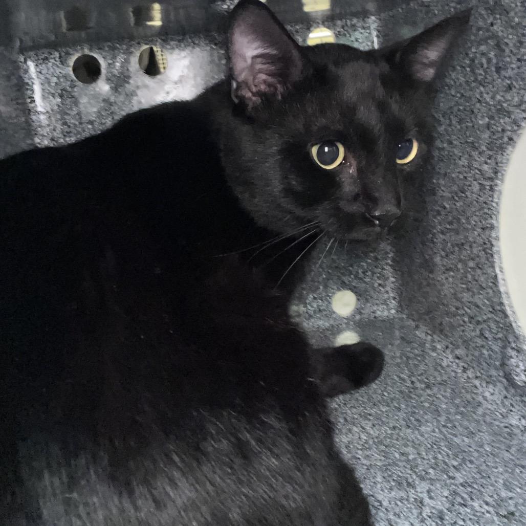 Steely Dan, Adoptable, Adult Male Domestic Short Hair.