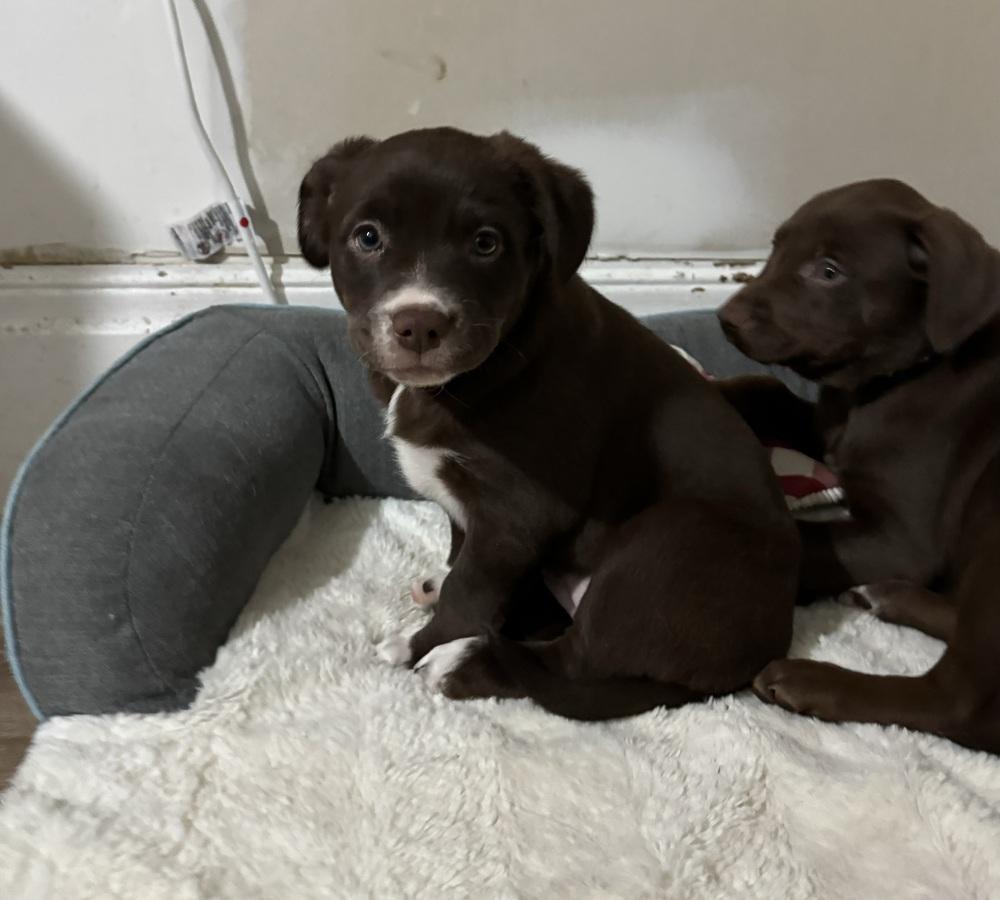 Millie, a ADOPTABLE mixed breed in China Township, MI image 2/6