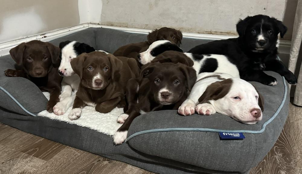 Millie, a ADOPTABLE mixed breed in China Township, MI image 6/6