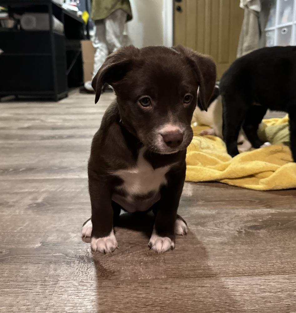 Millie, a ADOPTABLE mixed breed in China Township, MI image 4/6