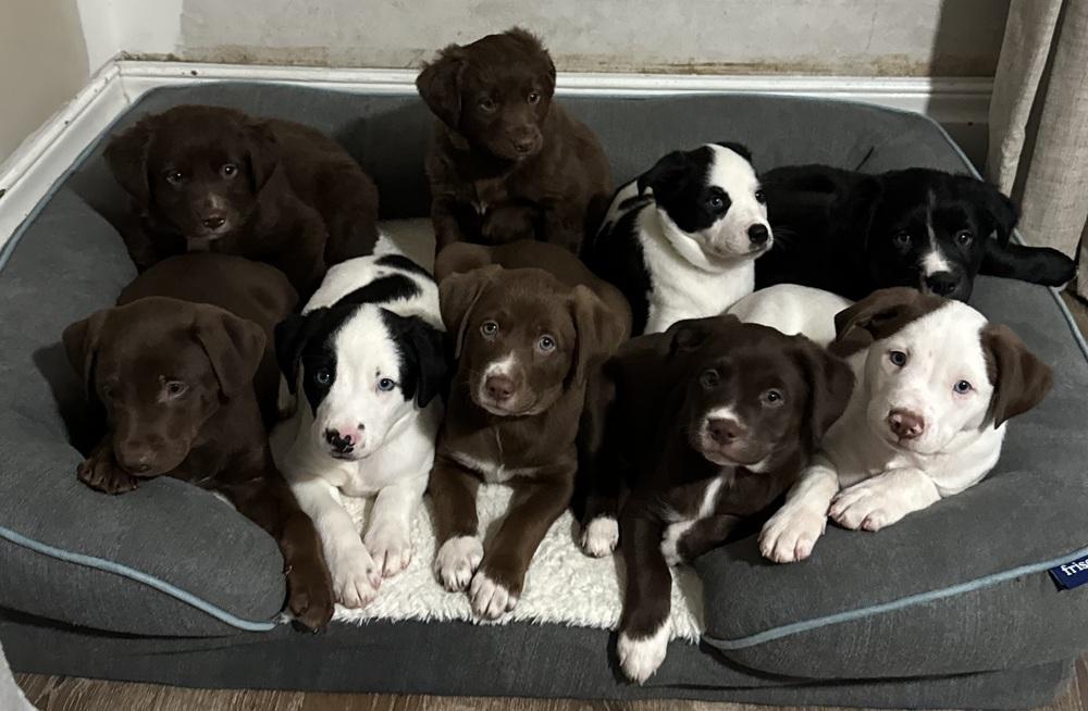 Millie, a ADOPTABLE mixed breed in China Township, MI image 3/6