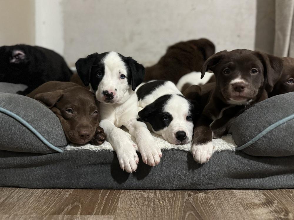 Millie, a ADOPTABLE mixed breed in China Township, MI image 5/6