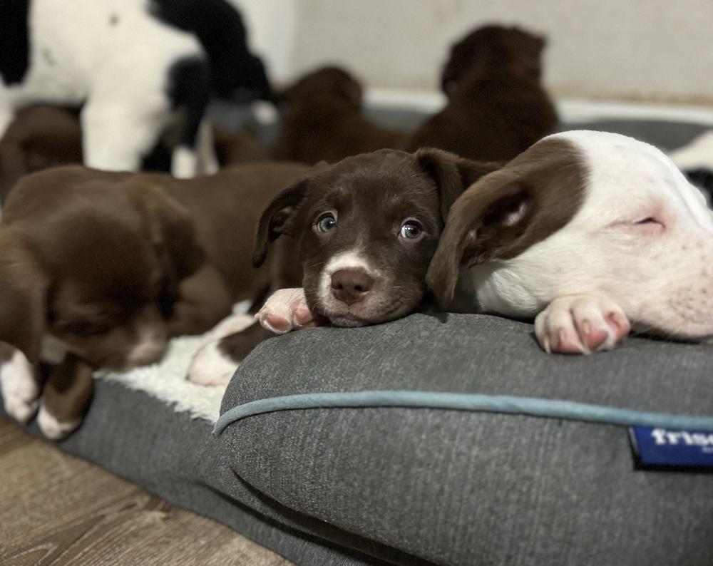 Millie, ADOPTABLE, Puppy Female Collie.