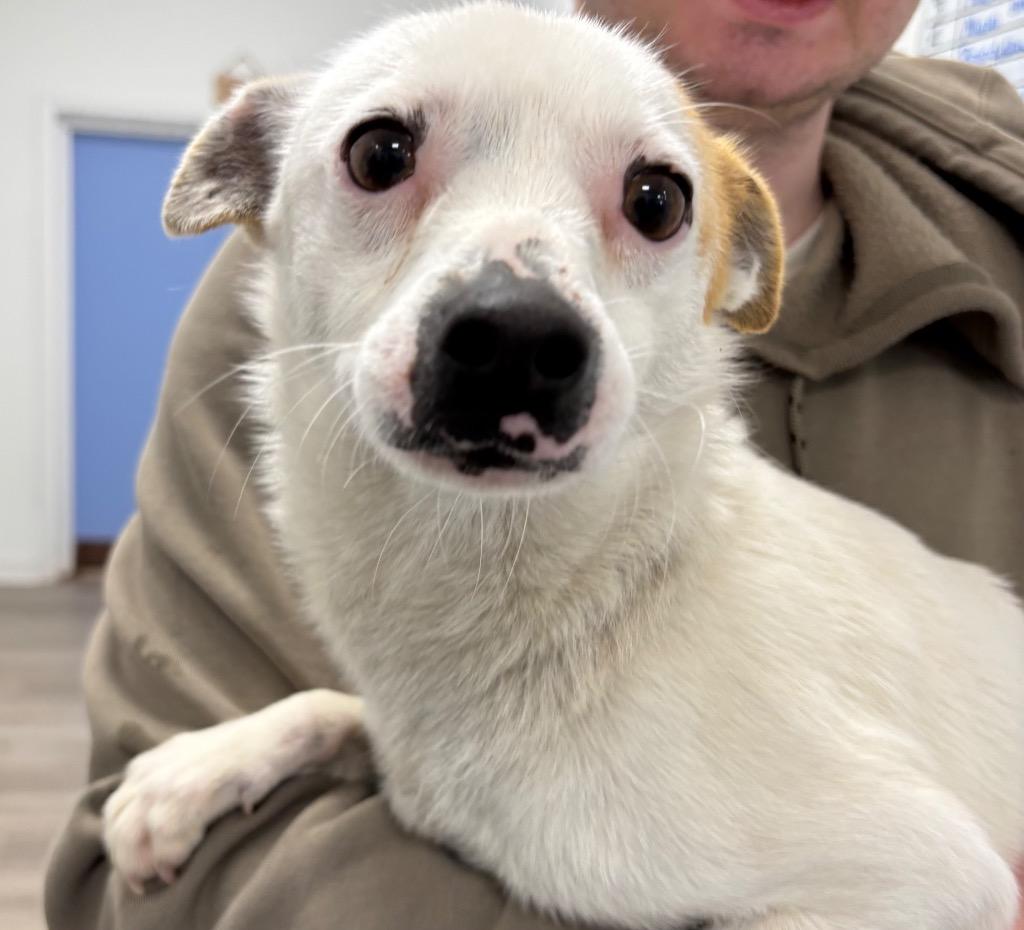Enlarge Tracker, a Adopted Chihuahua in Cambridge, MD image 1/1
