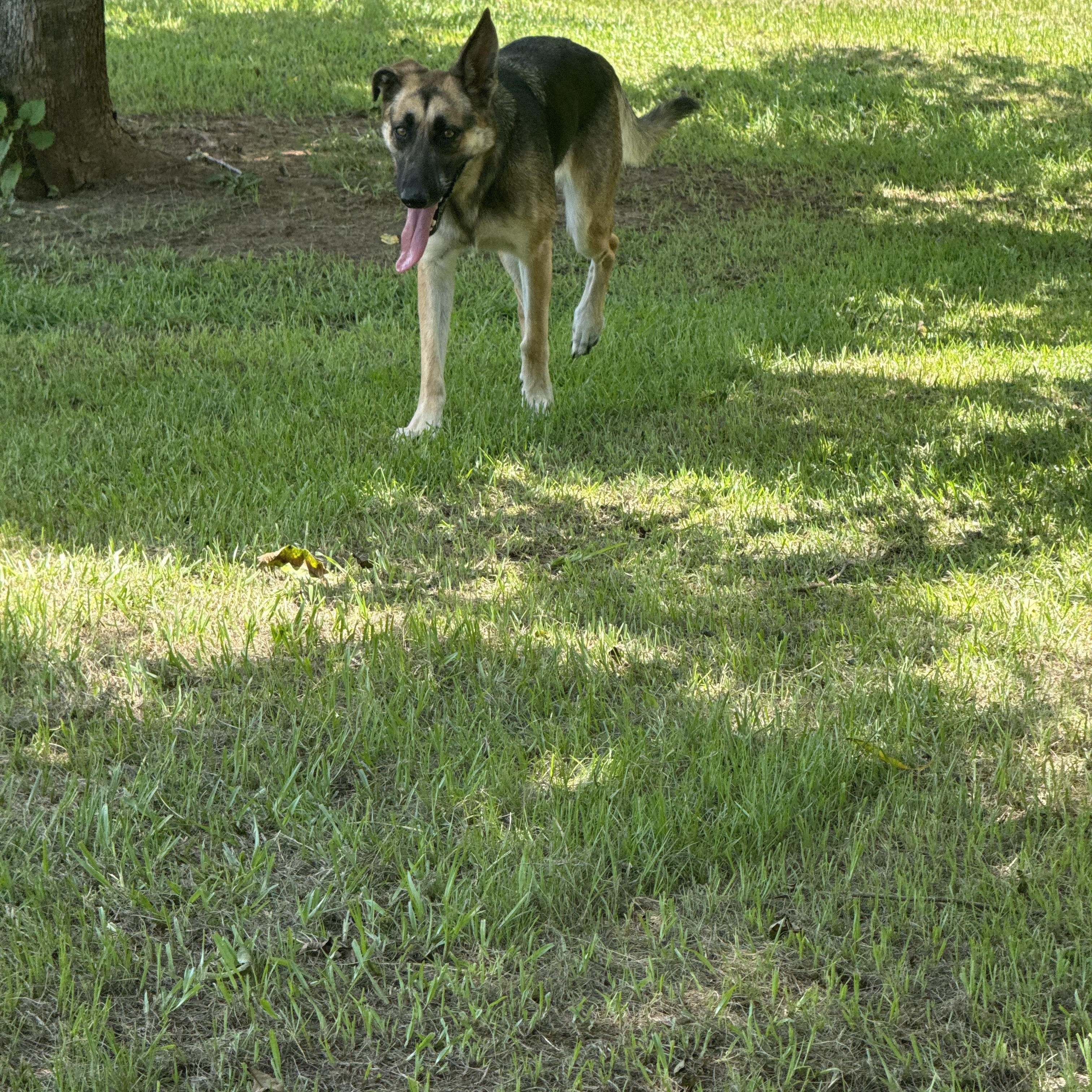 Enlarge Zara, a Adoptable mixed breed in Mount Hermon, LA image 3/6