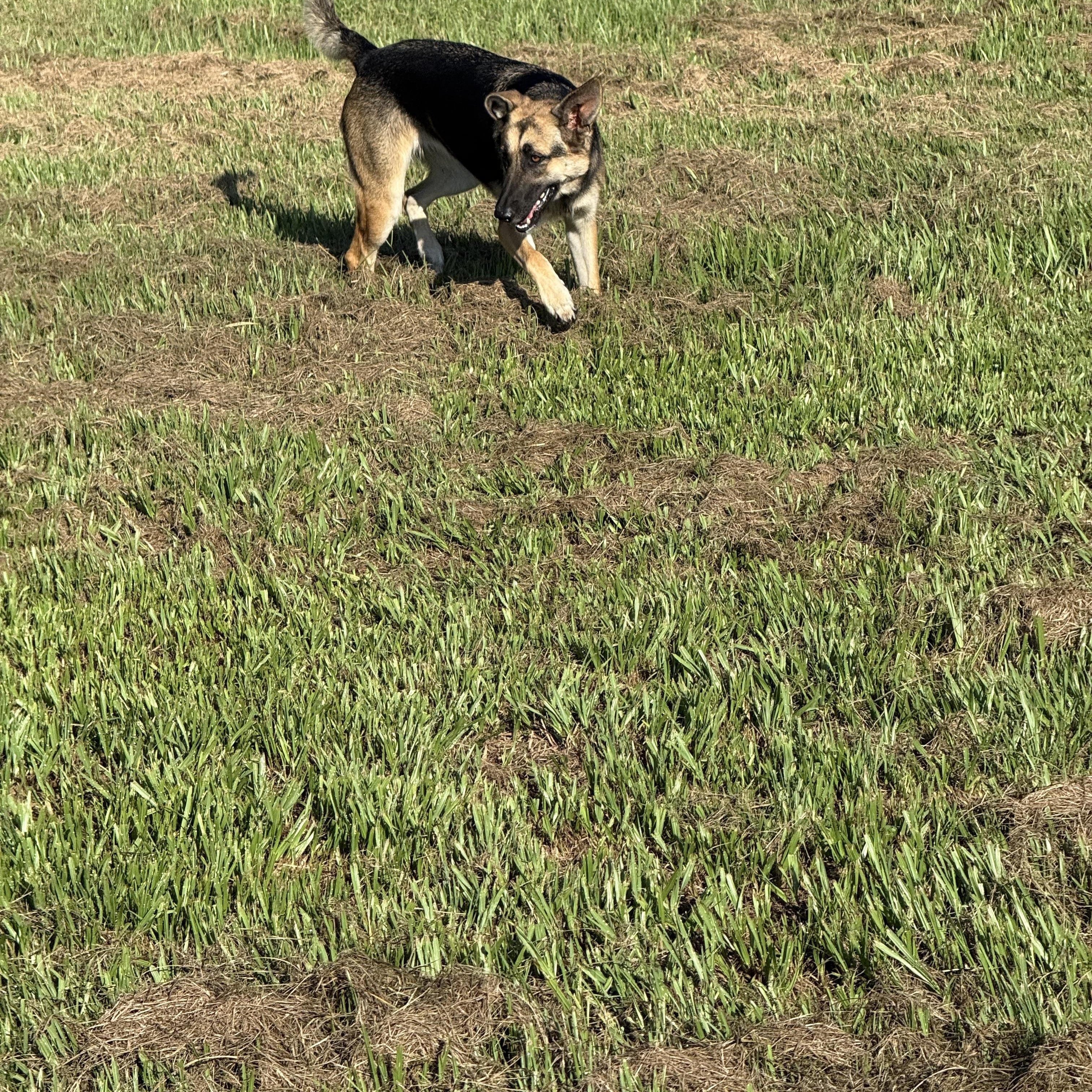 Enlarge Zara, a Adoptable mixed breed in Mount Hermon, LA image 4/6