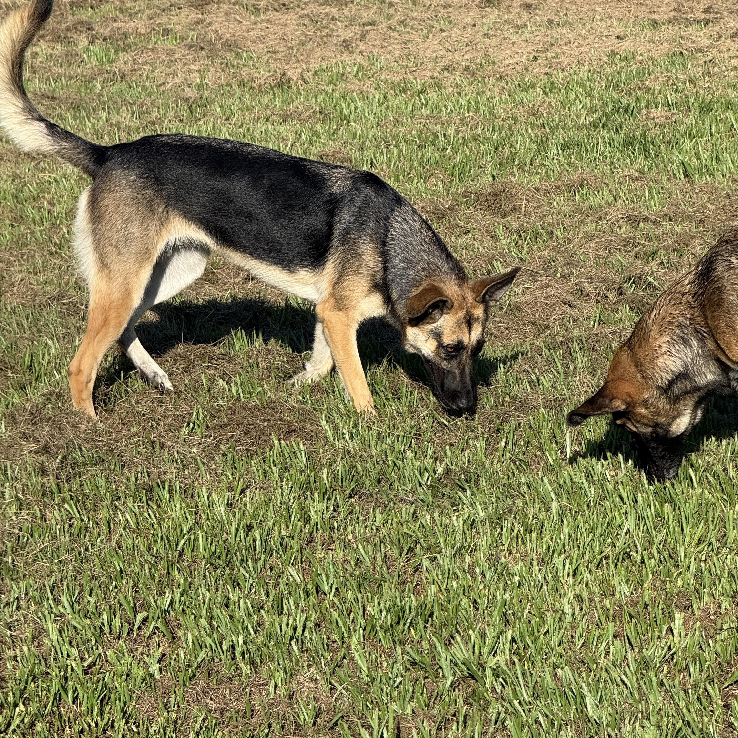 Zara, Adoptable, Young Female Belgian Shepherd / Malinois & German Shepherd Dog.