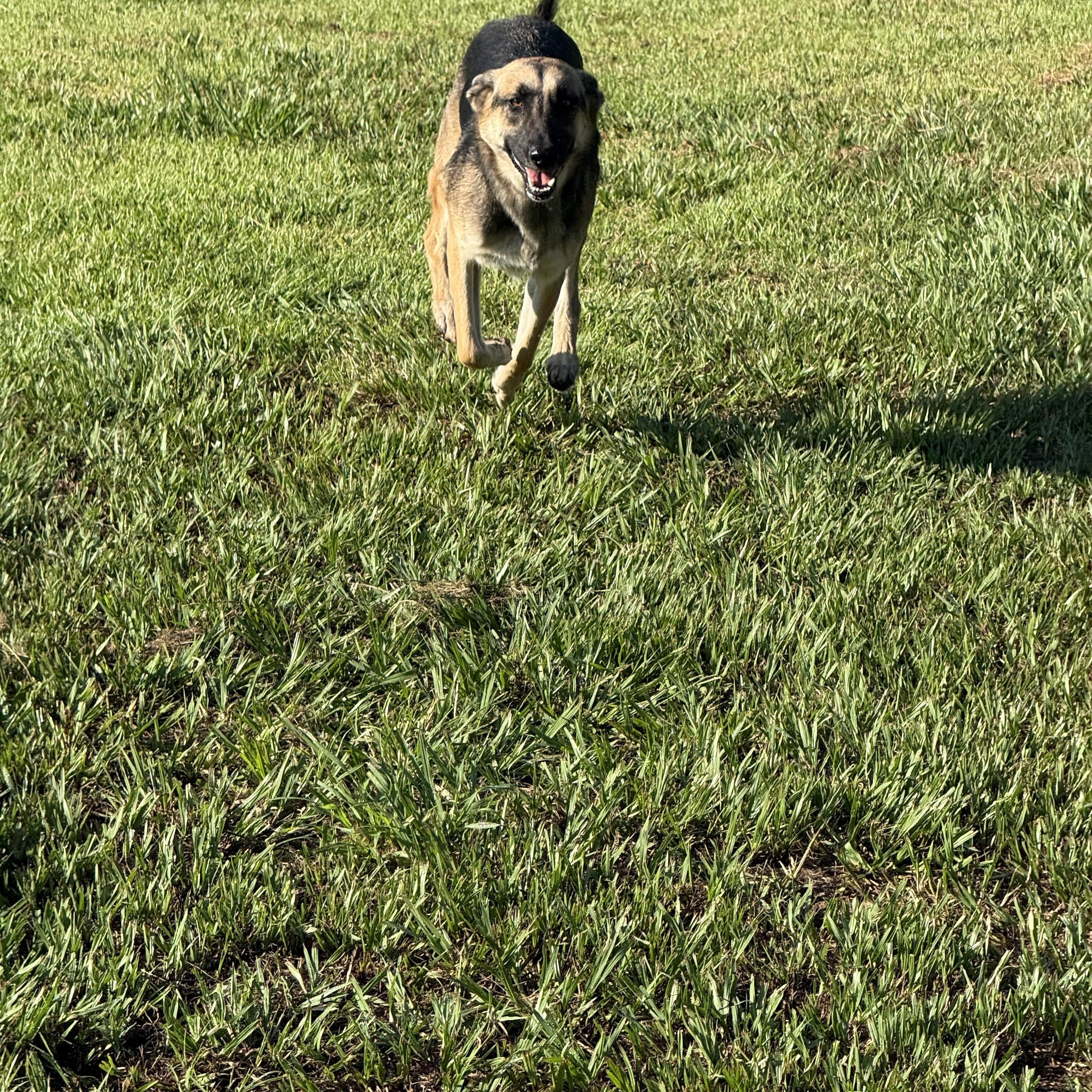 Enlarge Zara, a Adoptable mixed breed in Mount Hermon, LA image 6/6