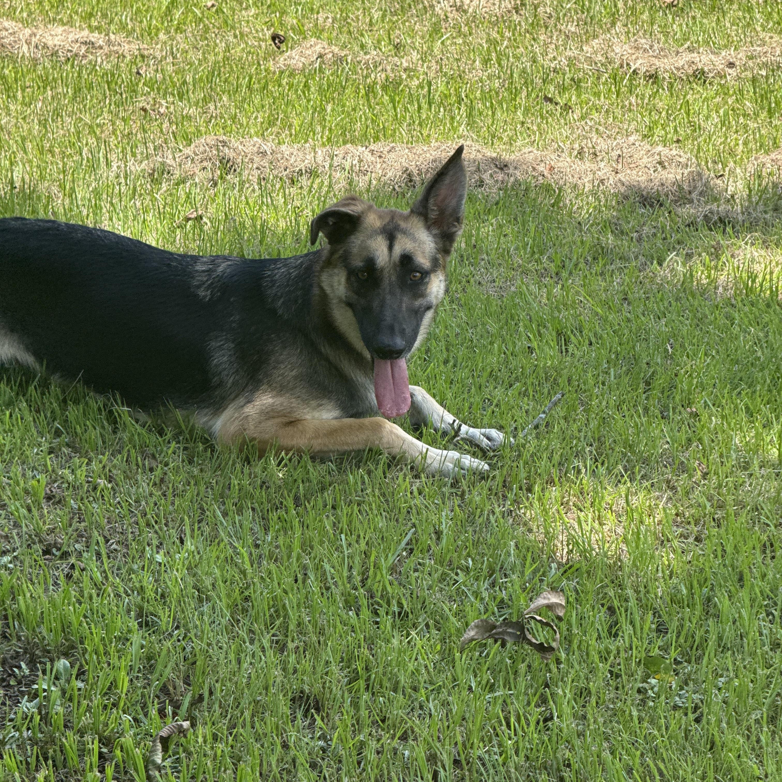 Enlarge Zara, a Adoptable mixed breed in Mount Hermon, LA image 2/6