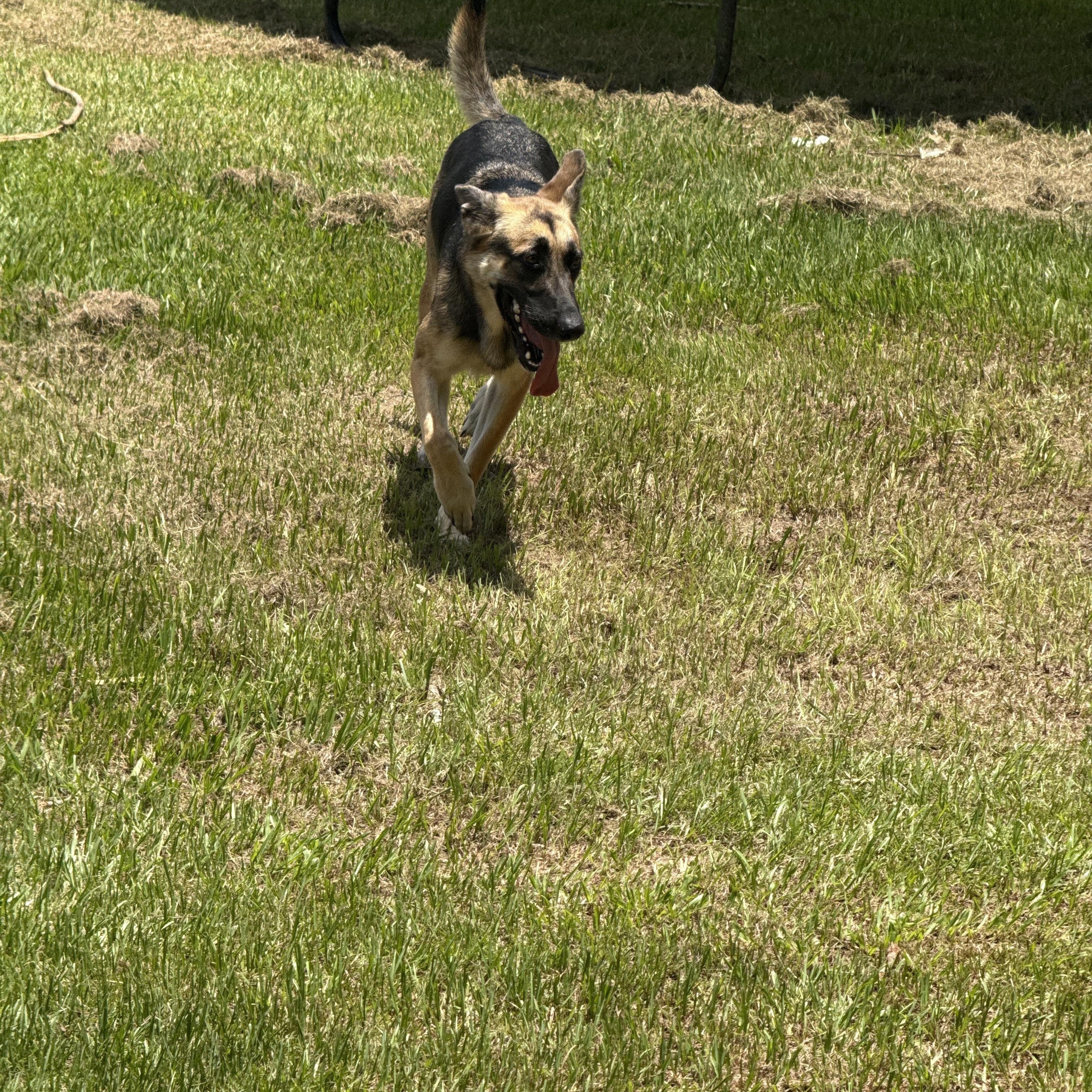 Enlarge Zara, a Adoptable mixed breed in Mount Hermon, LA image 5/6