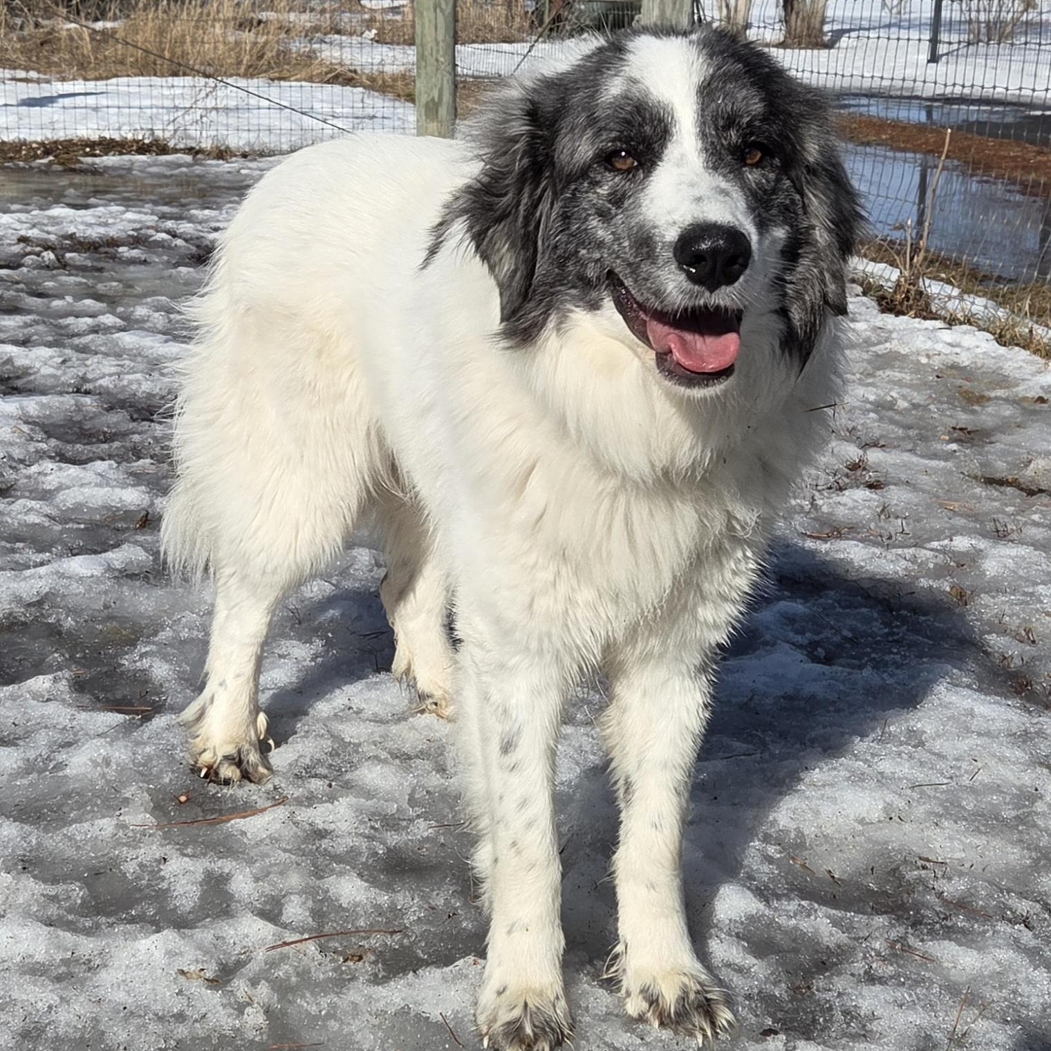 Stormie, adopted, Young Female Great Pyrenees.