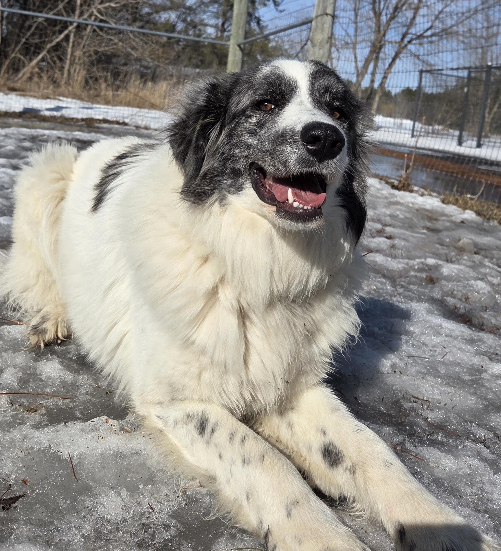 Stormie, an adopted mixed breed in Park Rapids, MN image 2/2