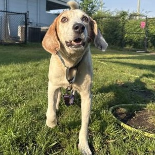 Enlarge DARWIN, a Adoptable mixed breed in Fernandina Beach, FL image 1/4