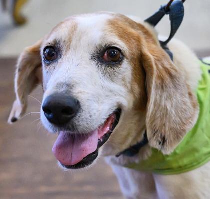 Enlarge DARWIN, a Adoptable mixed breed in Fernandina Beach, FL image 3/4