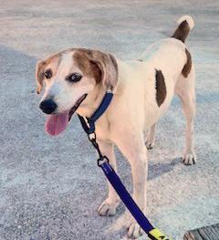 DARWIN, ADOPTABLE, Adult Male Beagle.
