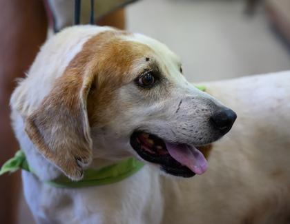 Enlarge DARWIN, a Adoptable mixed breed in Fernandina Beach, FL image 4/4