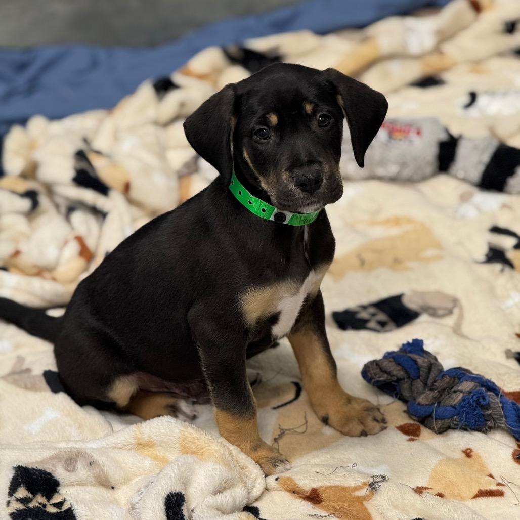 PANTHER, Adoptable, Puppy Male Shepherd & Labrador Retriever.
