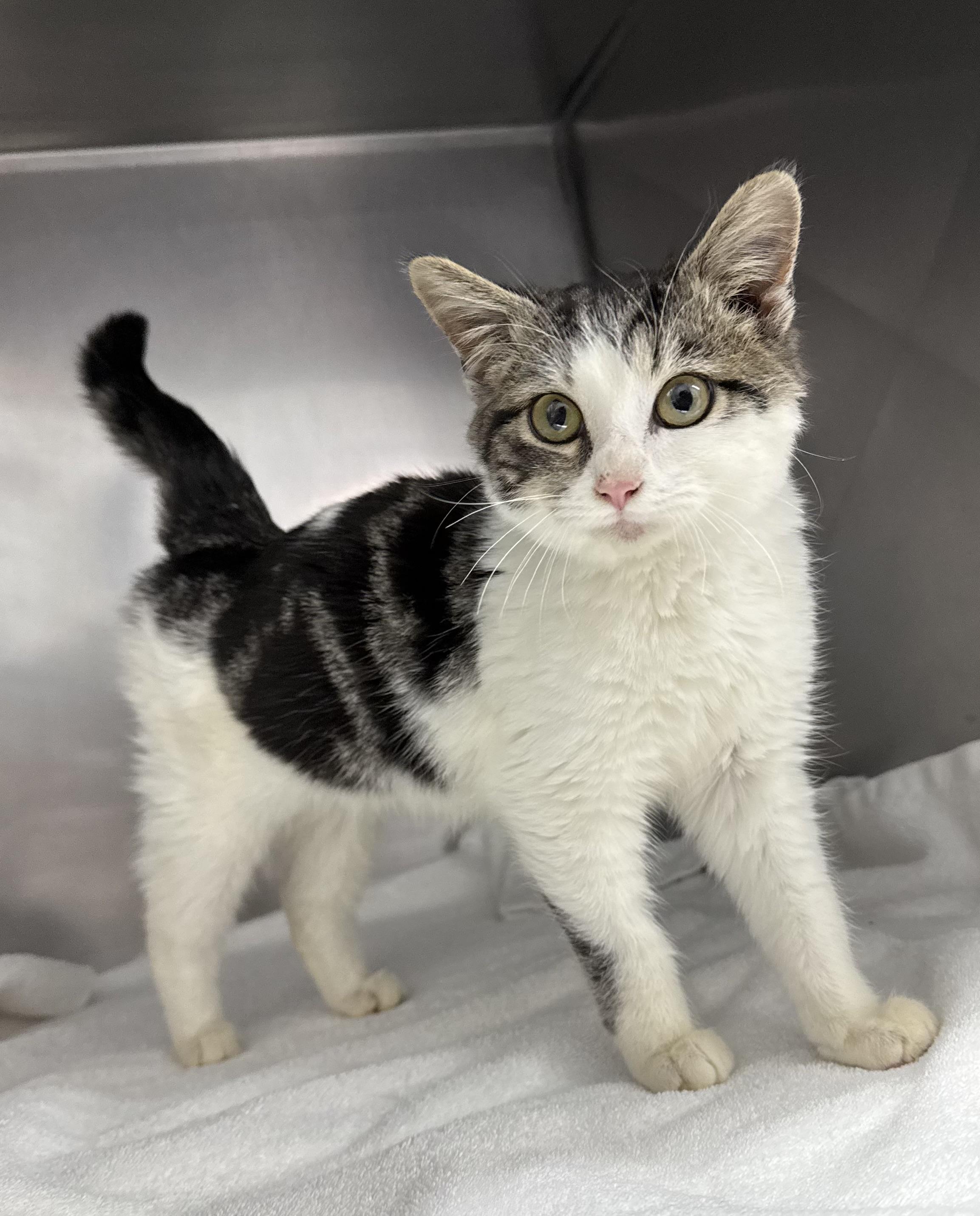 Enlarge Hermey , a ADOPTABLE Domestic Short Hair in Mount Vernon, OH image 1/3