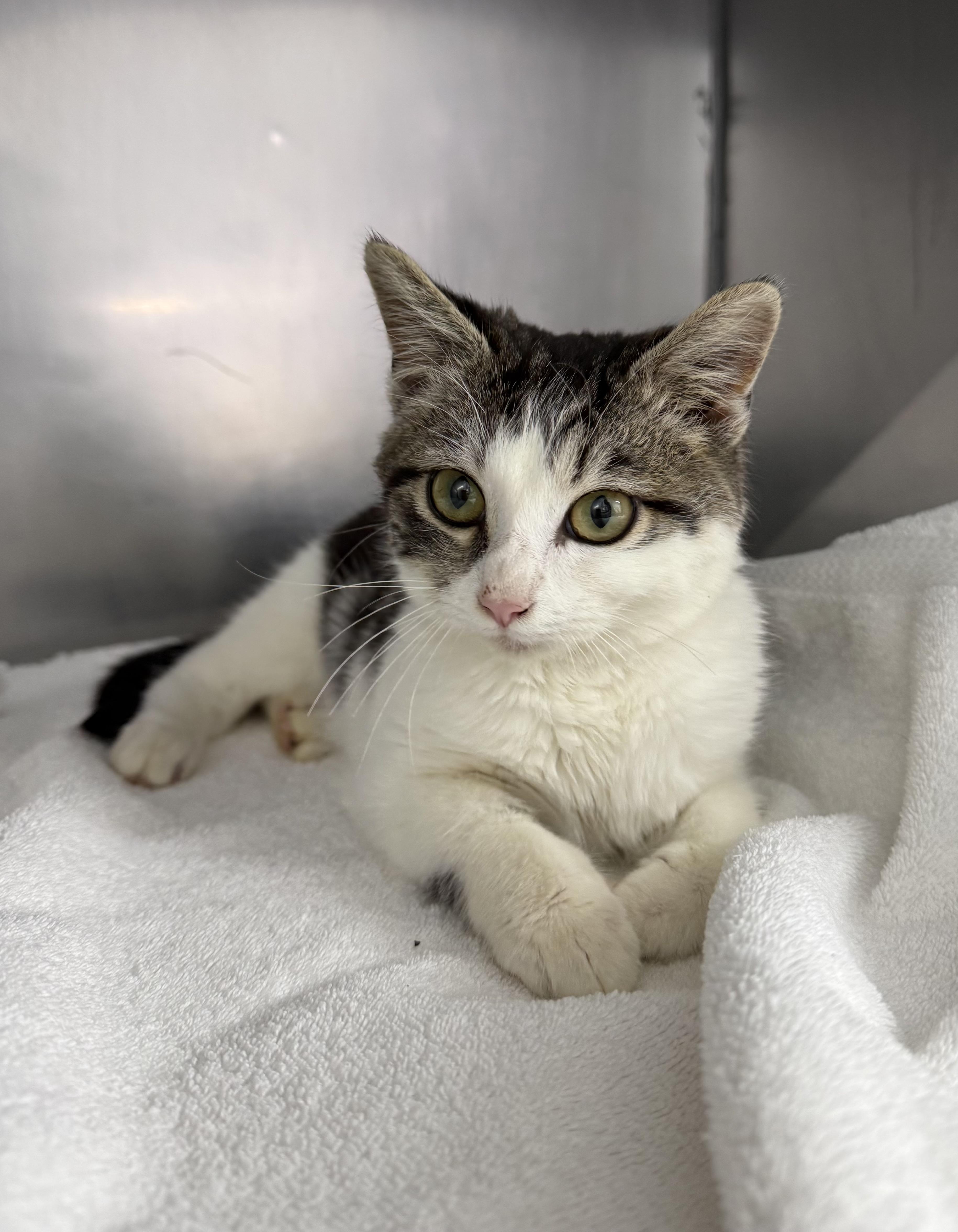 Enlarge Hermey , a ADOPTABLE Domestic Short Hair in Mount Vernon, OH image 3/3