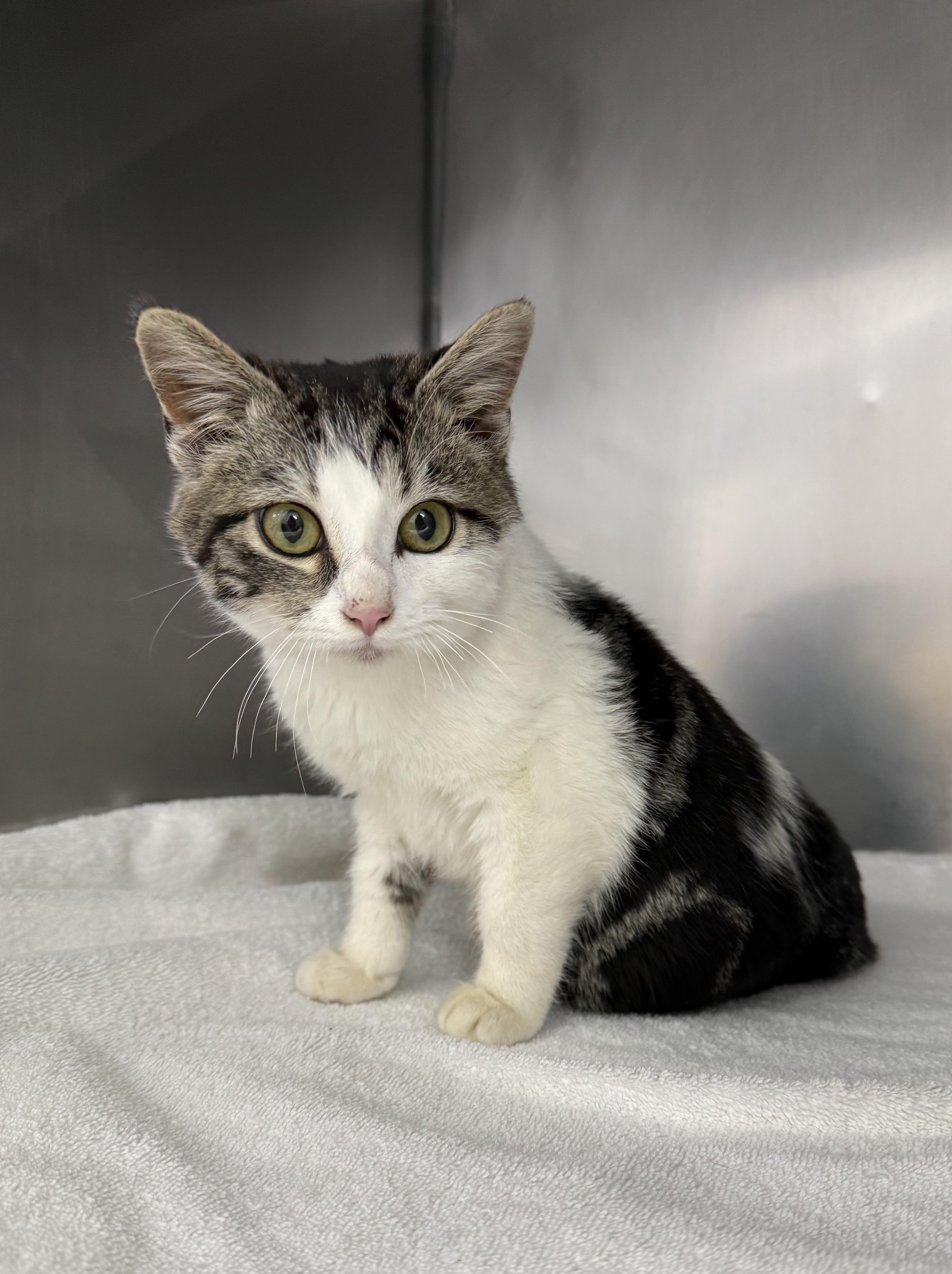 Enlarge Hermey , a ADOPTABLE Domestic Short Hair in Mount Vernon, OH image 2/3