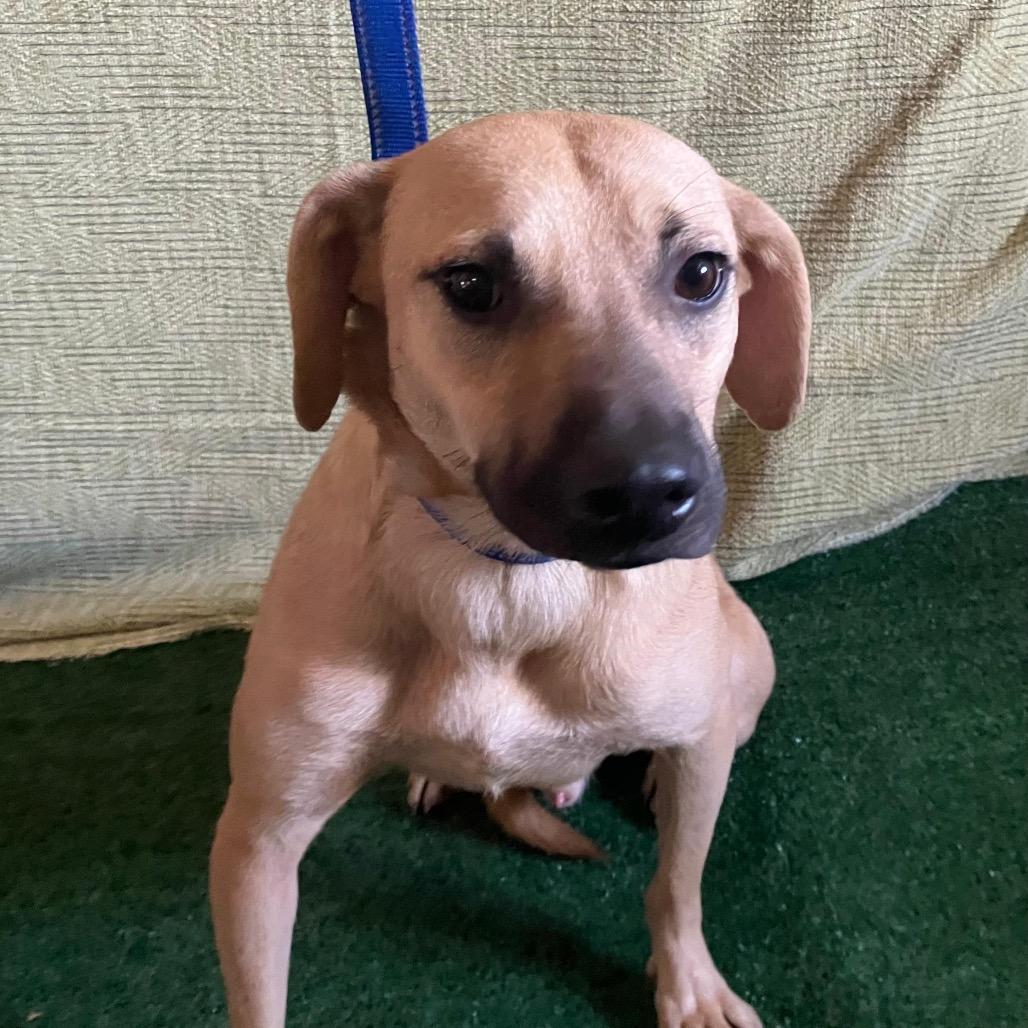 Max, Adoptable, Adult Male Rhodesian Ridgeback & None.