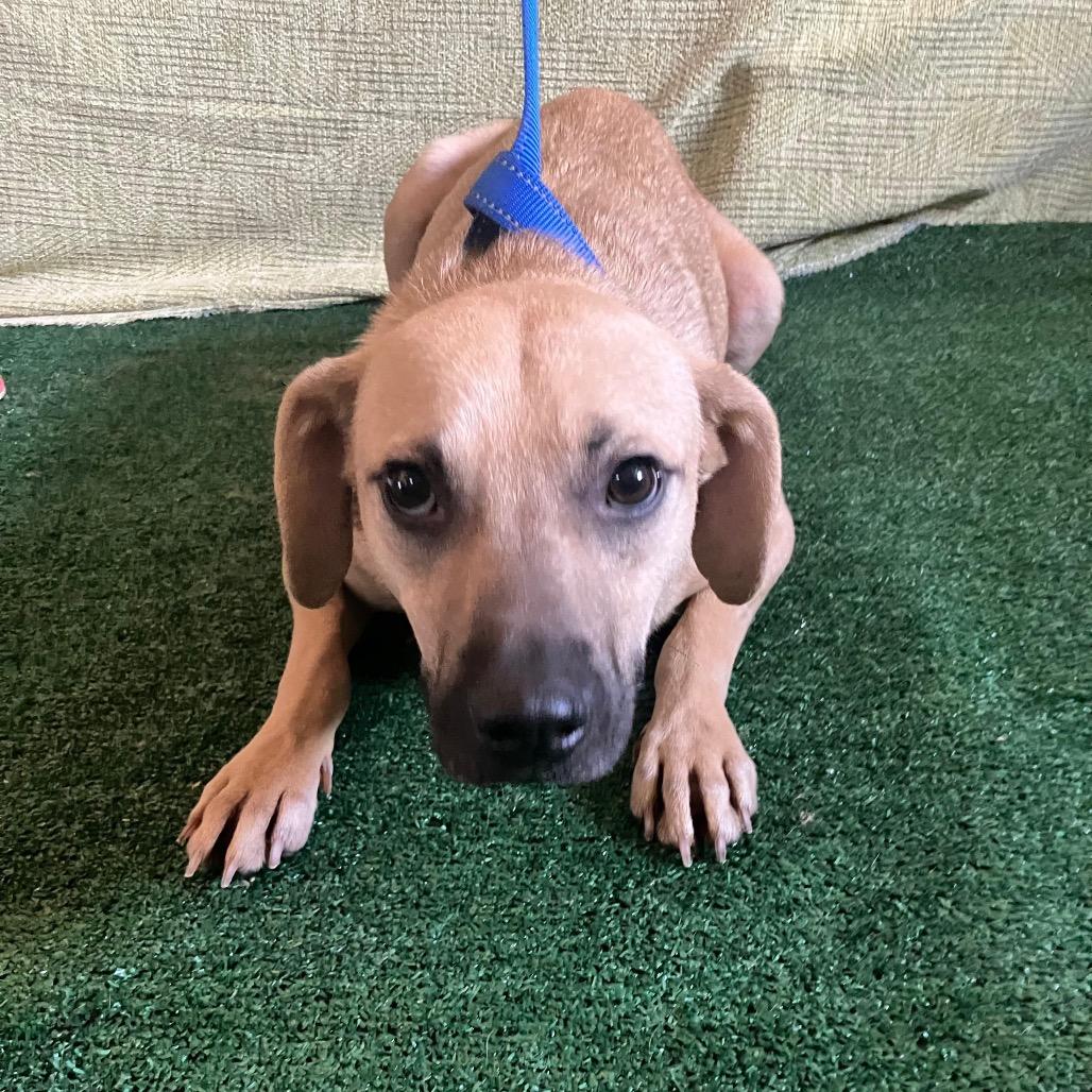 Enlarge Max, a Adoptable Rhodesian Ridgeback in San Diego, CA image 2/3