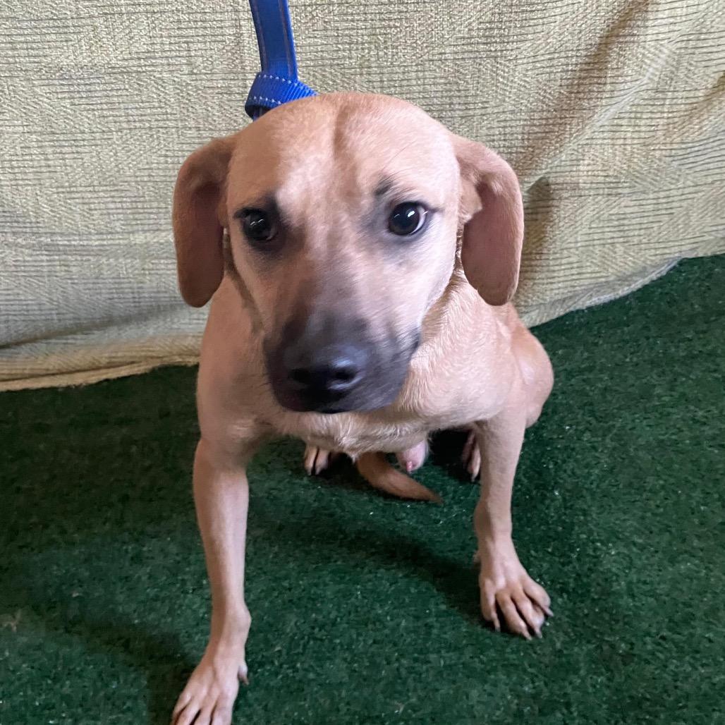 Enlarge Max, a Adoptable Rhodesian Ridgeback in San Diego, CA image 3/3