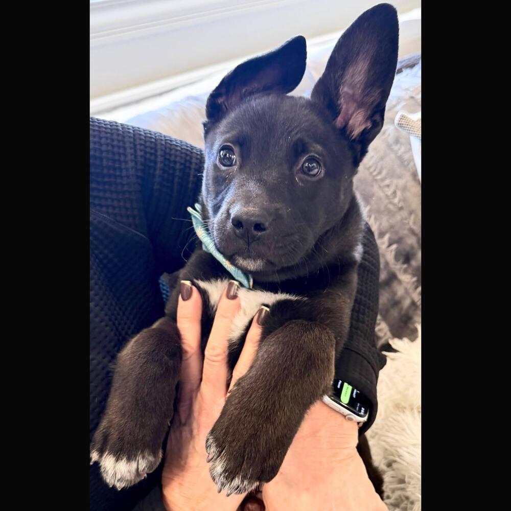 Lucky Bear, a Adoptable mixed breed in Reynoldsburg, OH image 1/5