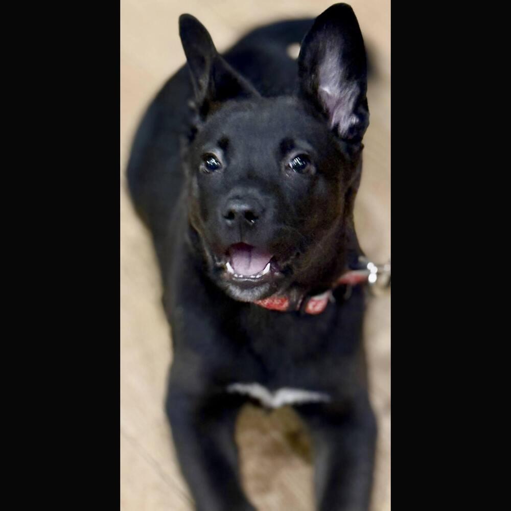 Lucky Bear, a Adoptable mixed breed in Reynoldsburg, OH image 2/5