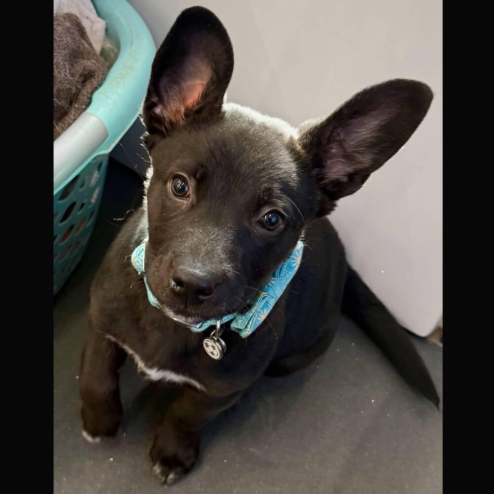 Lucky Bear, a Adoptable mixed breed in Reynoldsburg, OH image 3/5