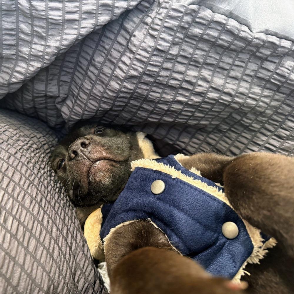 Lucky Bear, a Adoptable mixed breed in Reynoldsburg, OH image 4/5