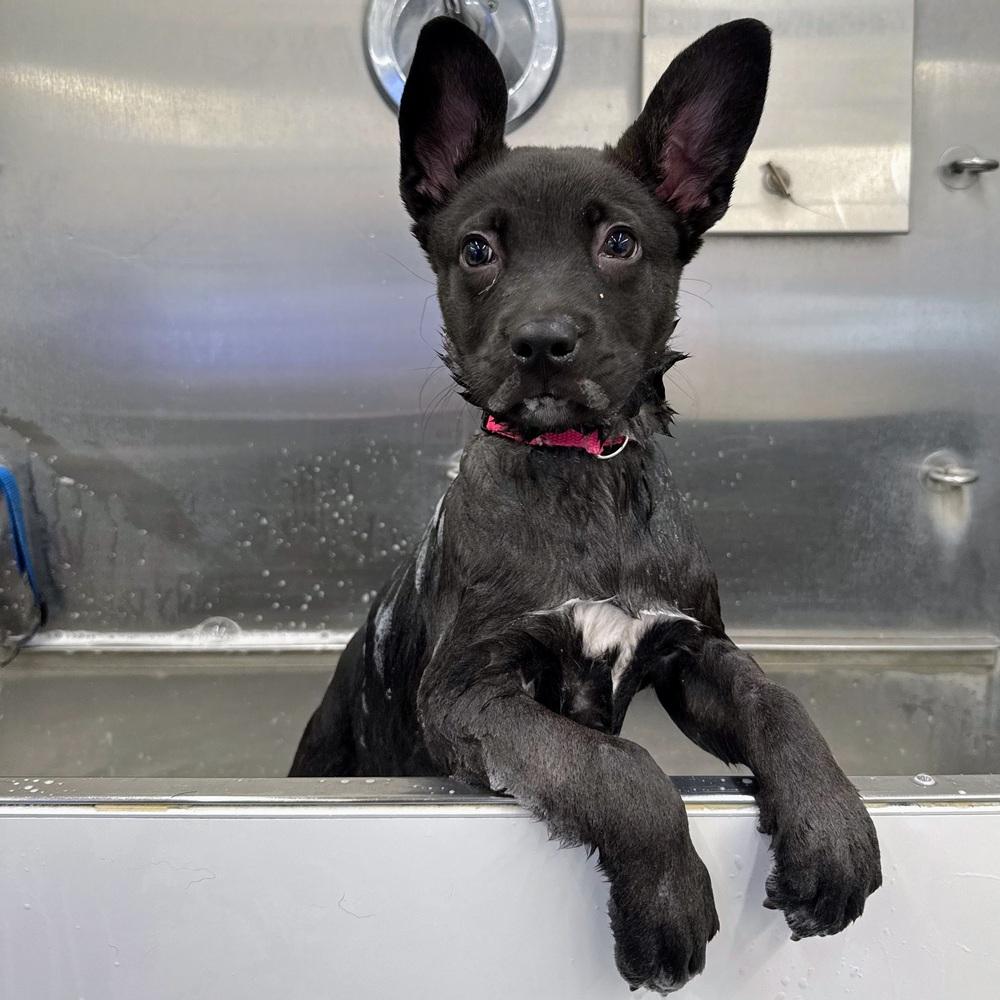 Lucky Bear, a Adoptable mixed breed in Reynoldsburg, OH image 5/5