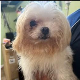Pepe, Adoptable, Adult Male Maltese.