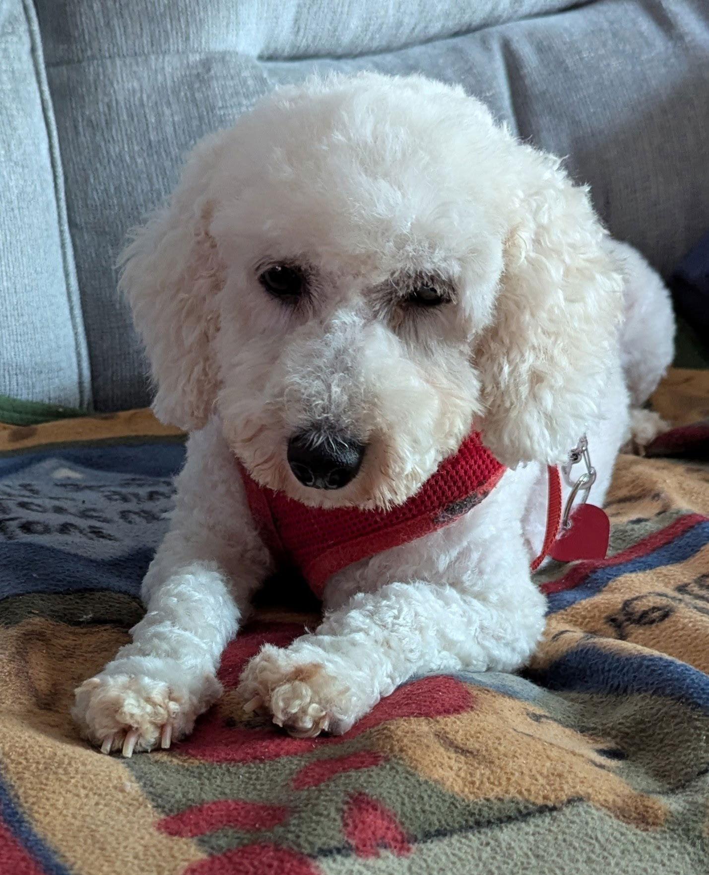 Enlarge Summer, a Adopted Bichon Frise in Etobicoke, ON image 1/3