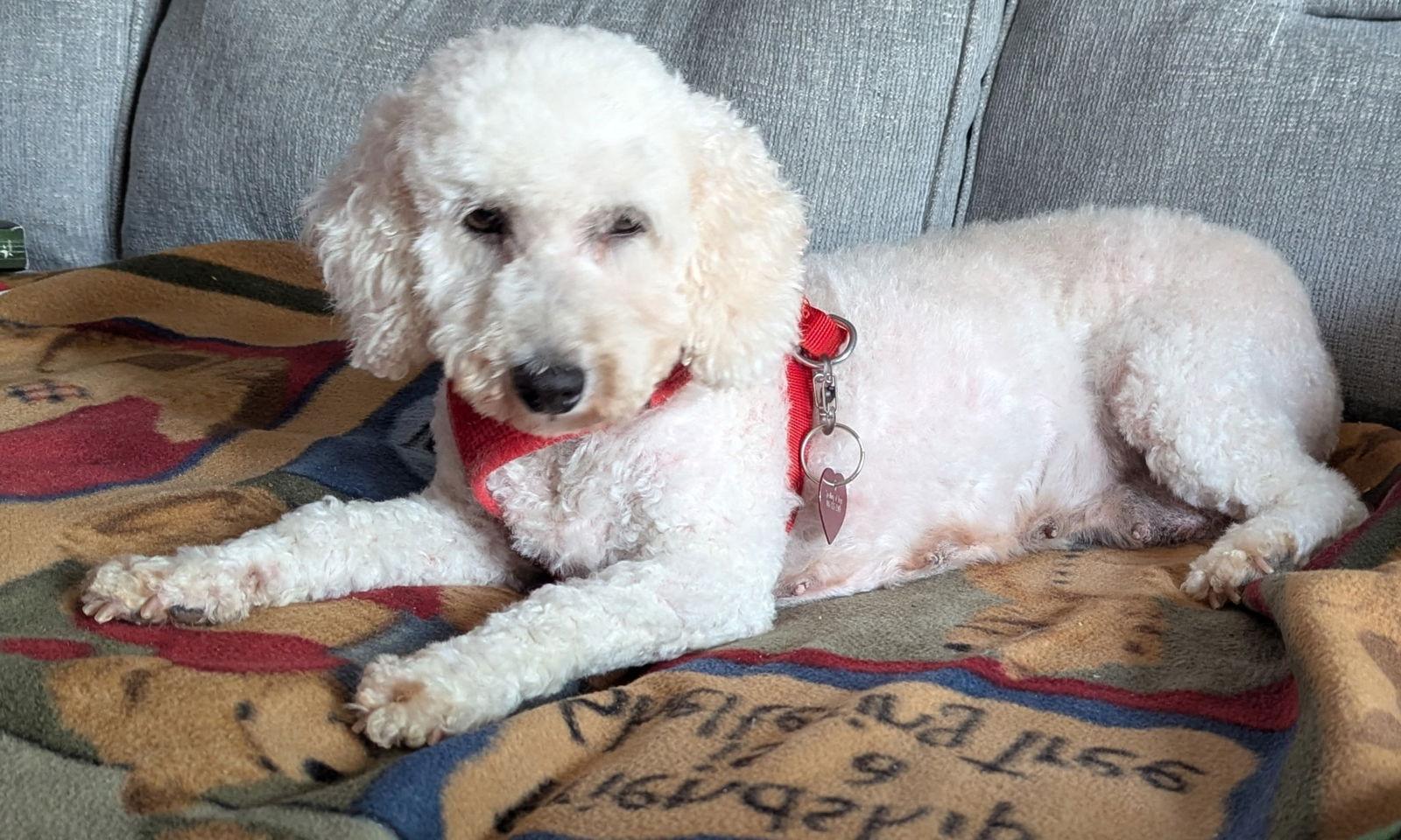 Summer, a Adoptable mixed breed in Etobicoke, ON image 1/3