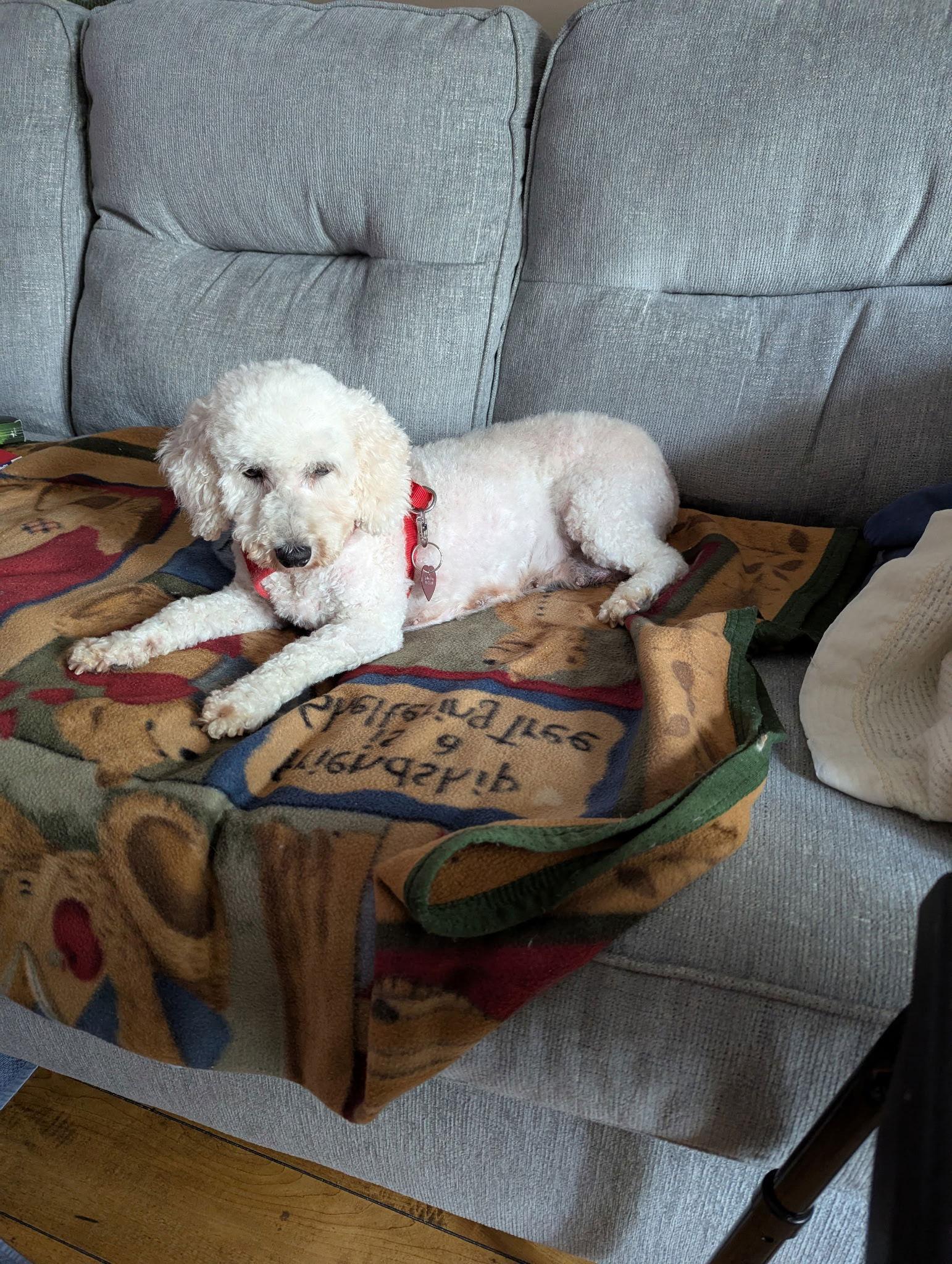 Summer, a Adoptable mixed breed in Etobicoke, ON image 3/3