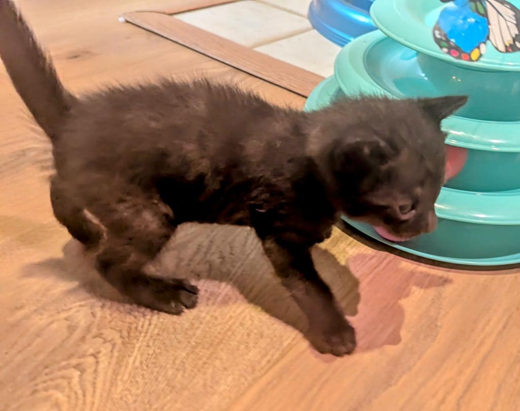 Clay Walker, Adopted, Young Male Domestic Short Hair.