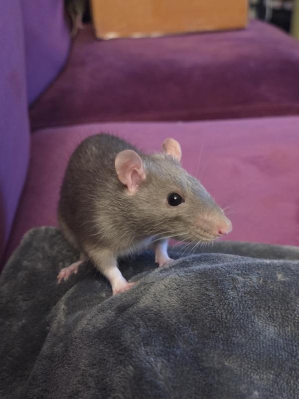 Enlarge Misty & Olive, an adopted Rat in Woonsocket, RI image 1/3