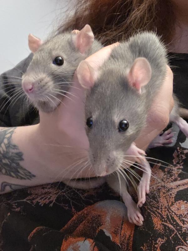Enlarge Misty & Olive, an adopted Rat in Woonsocket, RI image 3/3
