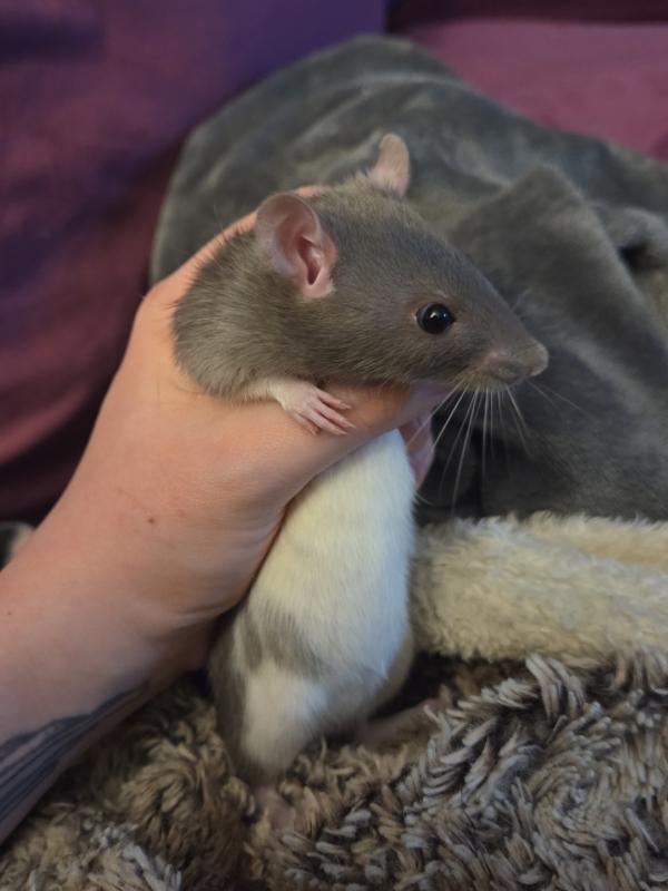 Enlarge Misty & Olive, an adopted Rat in Woonsocket, RI image 2/3