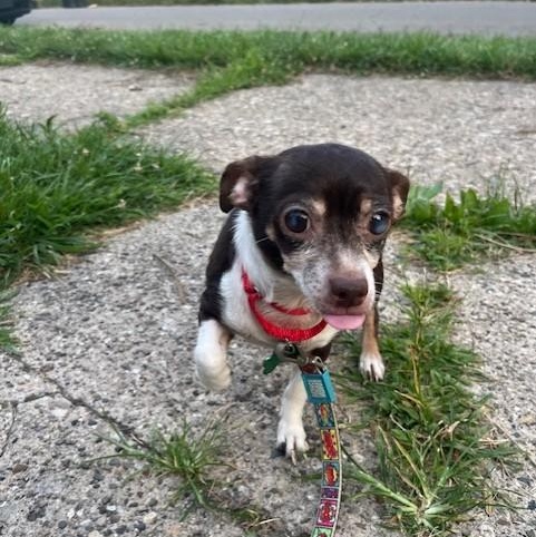Enlarge Banana, an adoptable mixed breed in Toledo, OH image 3/4