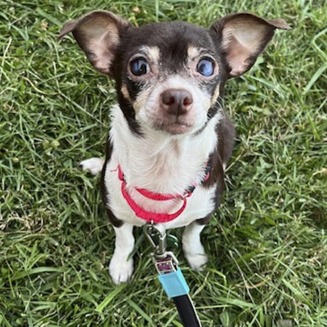 Enlarge Banana, an adoptable mixed breed in Toledo, OH image 1/4