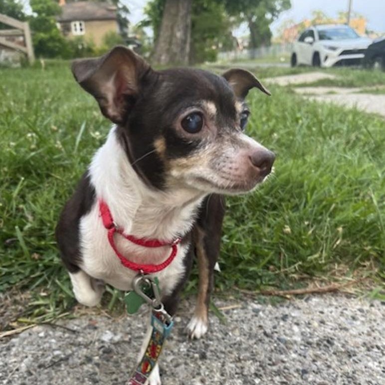 Enlarge Banana, an adoptable mixed breed in Toledo, OH image 2/4