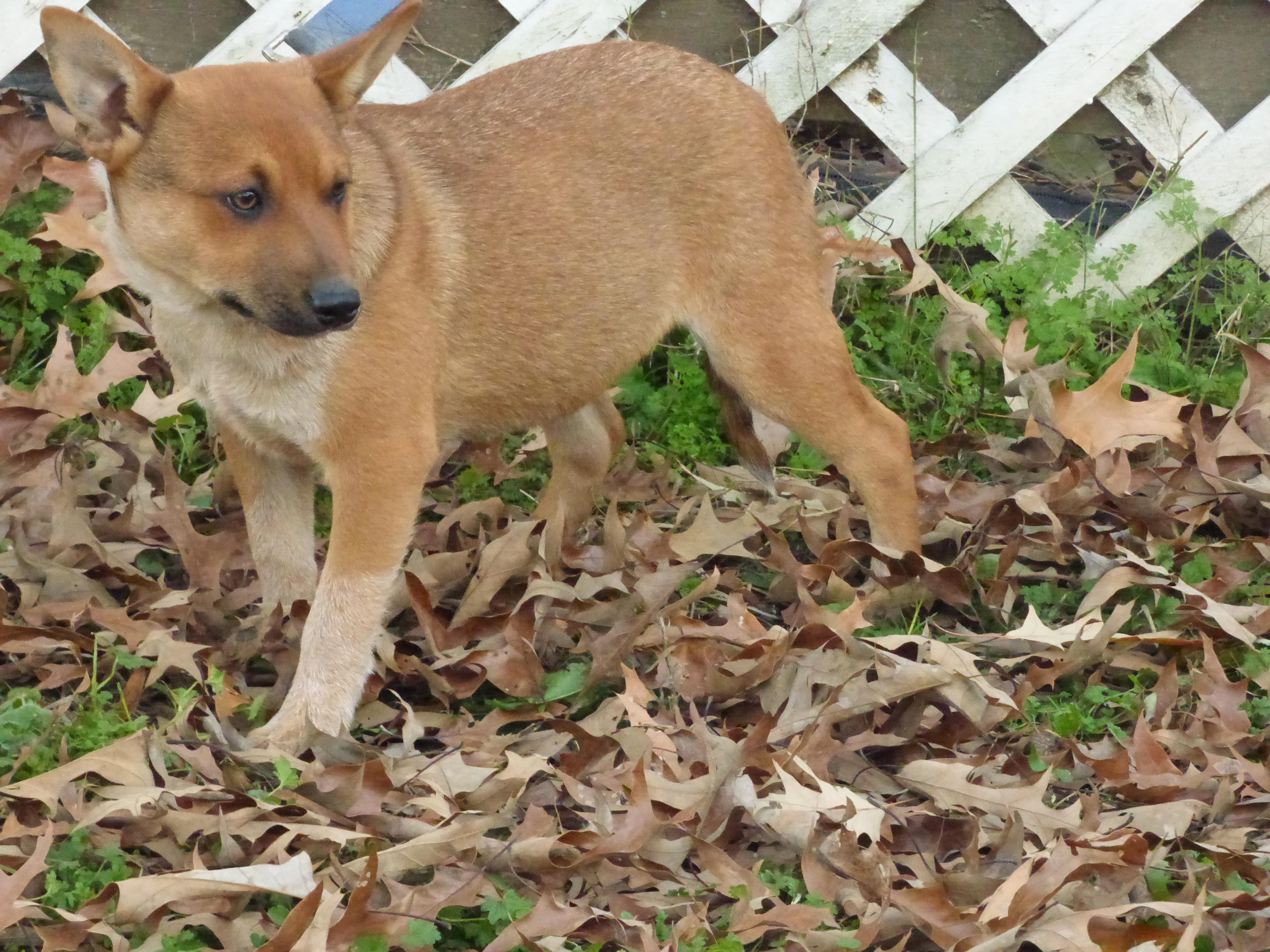 Moringa, a Adoptable Australian Cattle Dog / Blue Heeler in Southington, CT image 1/6