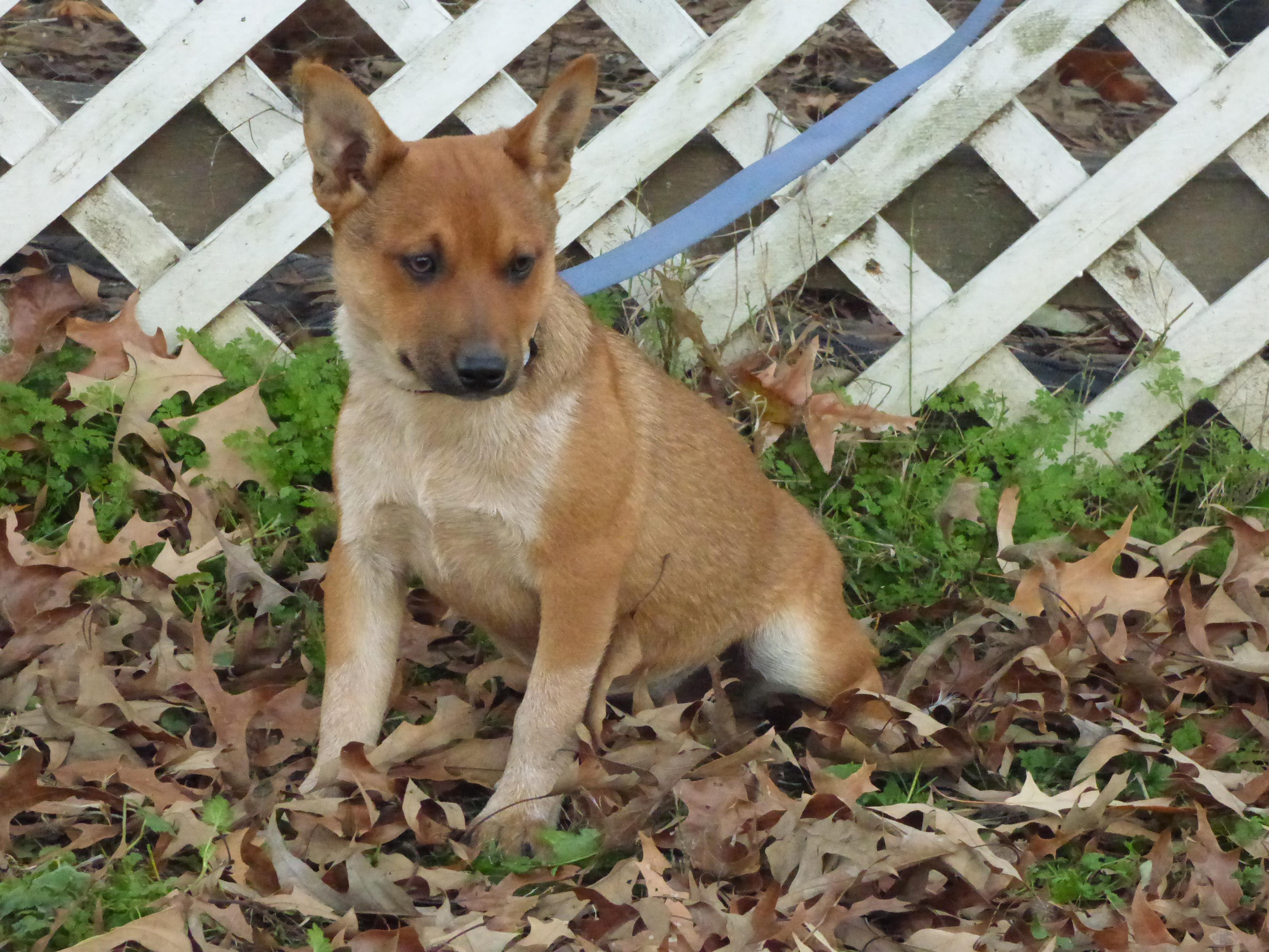 Moringa, a Adoptable Australian Cattle Dog / Blue Heeler in Southington, CT image 2/6